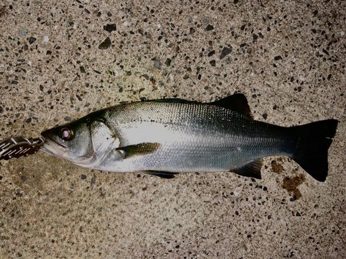 ヒラスズキの釣果