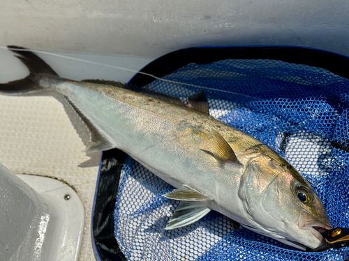 カンパチの釣果