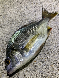 キビレの釣果
