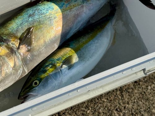 イナダの釣果