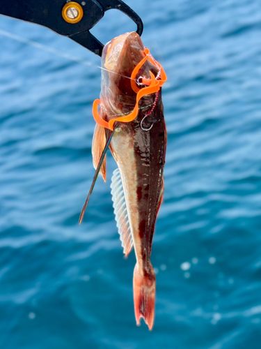 ホウボウの釣果