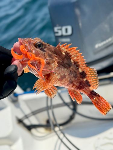 カサゴの釣果