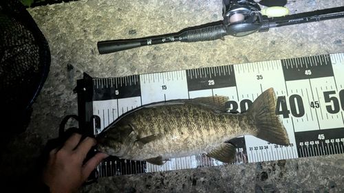 スモールマウスバスの釣果