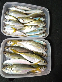 アジの釣果