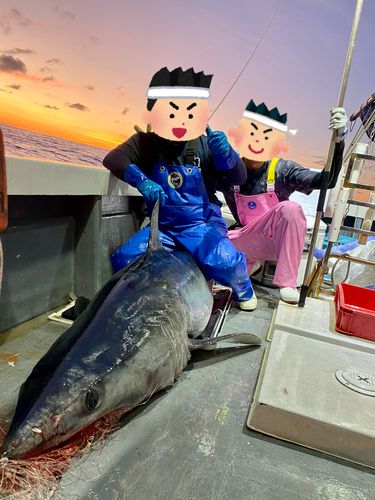 アオザメの釣果
