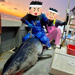 アオザメ