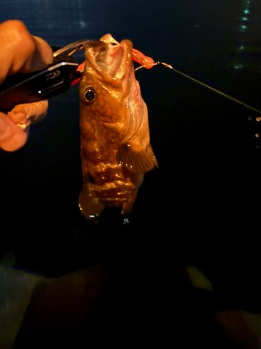 アコウの釣果
