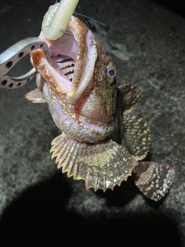 カジカの釣果