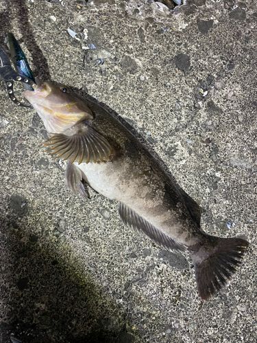 アイナメの釣果