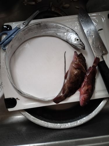 タチウオの釣果
