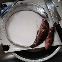 タチウオ
