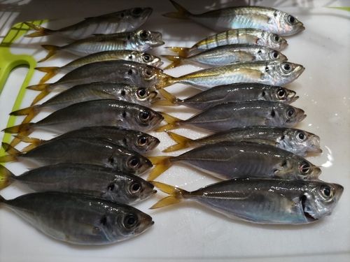 マアジの釣果