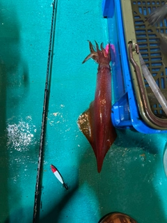 アカイカの釣果