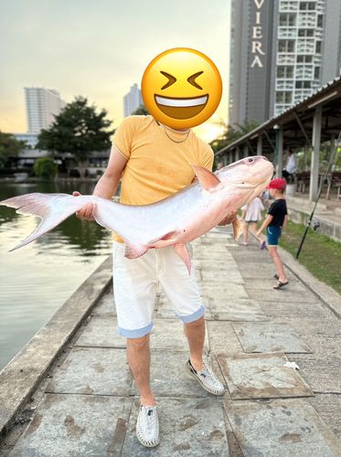 メコンオオナマズの釣果