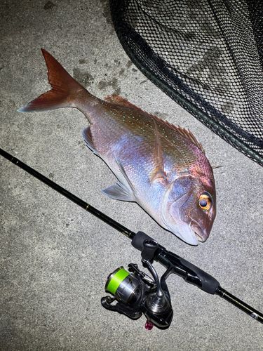 タイの釣果
