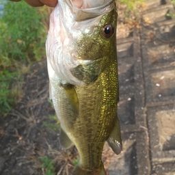 ラージマウスバス