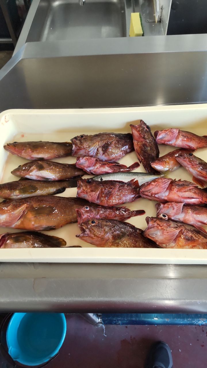 鮨太郎さんの釣果 3枚目の画像