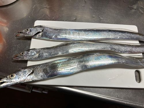 タチウオの釣果