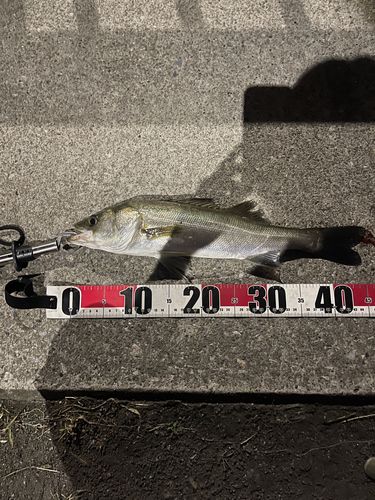 フッコ（マルスズキ）の釣果