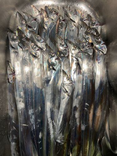 タチウオの釣果