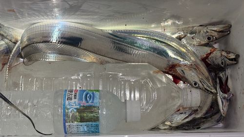 タチウオの釣果