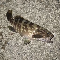 クエ