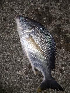 キビレの釣果