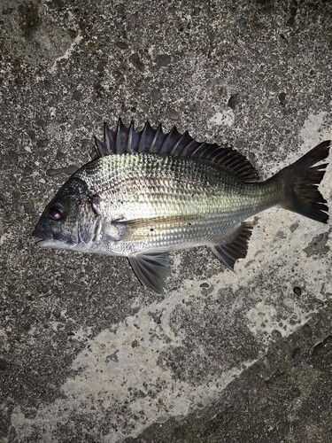 チヌの釣果