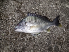 キビレの釣果