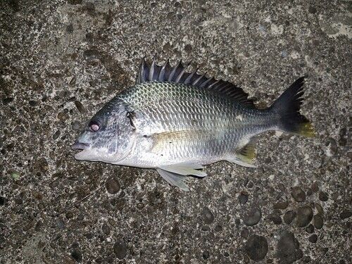 キビレの釣果