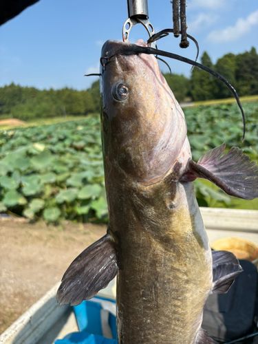 アメリカナマズの釣果