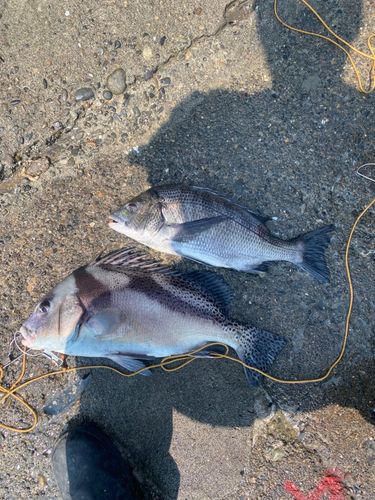 クロダイの釣果