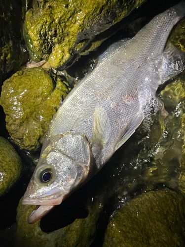 セイゴ（ヒラスズキ）の釣果