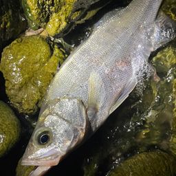 セイゴ（ヒラスズキ）