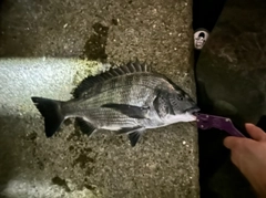 クロダイの釣果