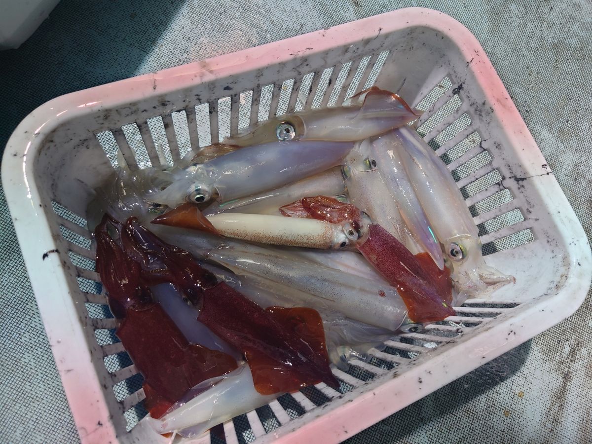 やまず♂さんの釣果 2枚目の画像