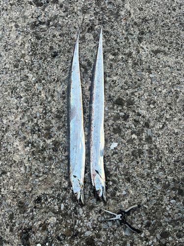 タチウオの釣果