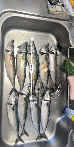 サバの釣果