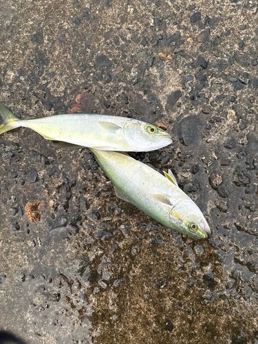 釣果