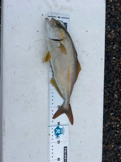 ショゴの釣果
