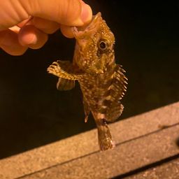 カサゴ