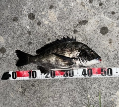 チヌの釣果