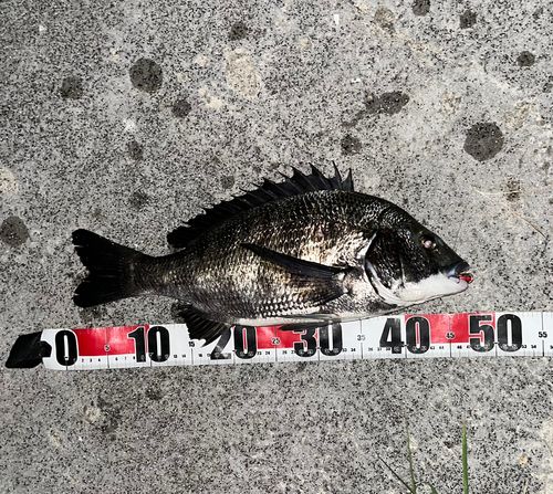 チヌの釣果