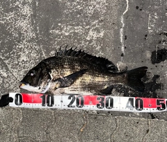 チヌの釣果