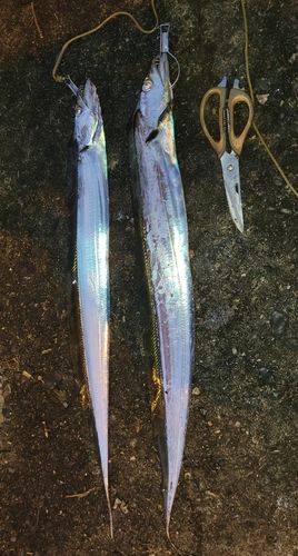 タチウオの釣果