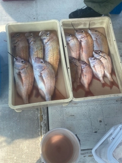タイの釣果