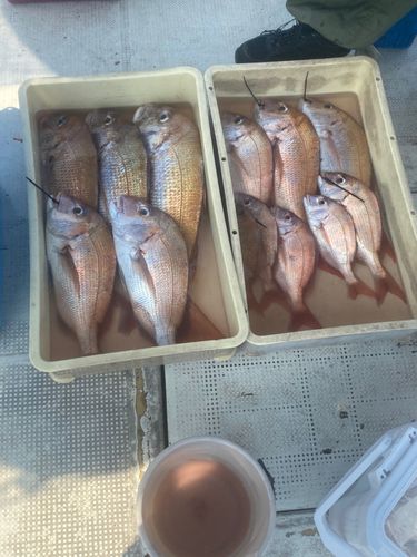 タイの釣果