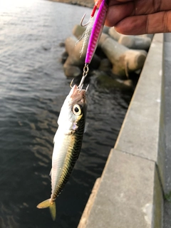 サバの釣果