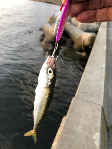 サバの釣果