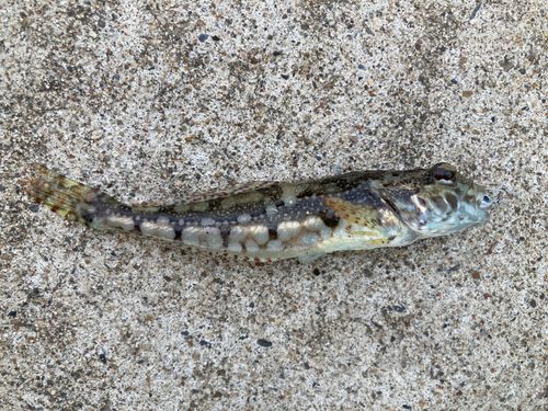 アナハゼの釣果